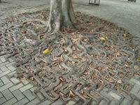 Nature adapting